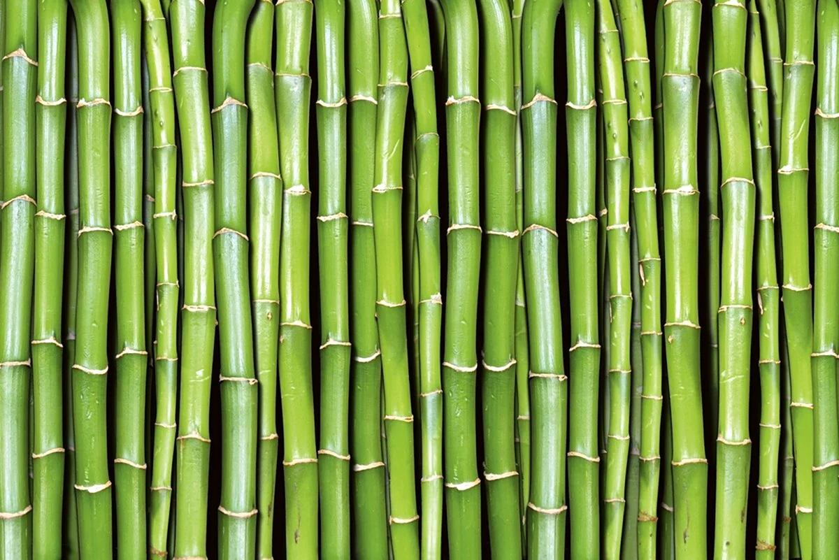 Бамбук зеленый 393