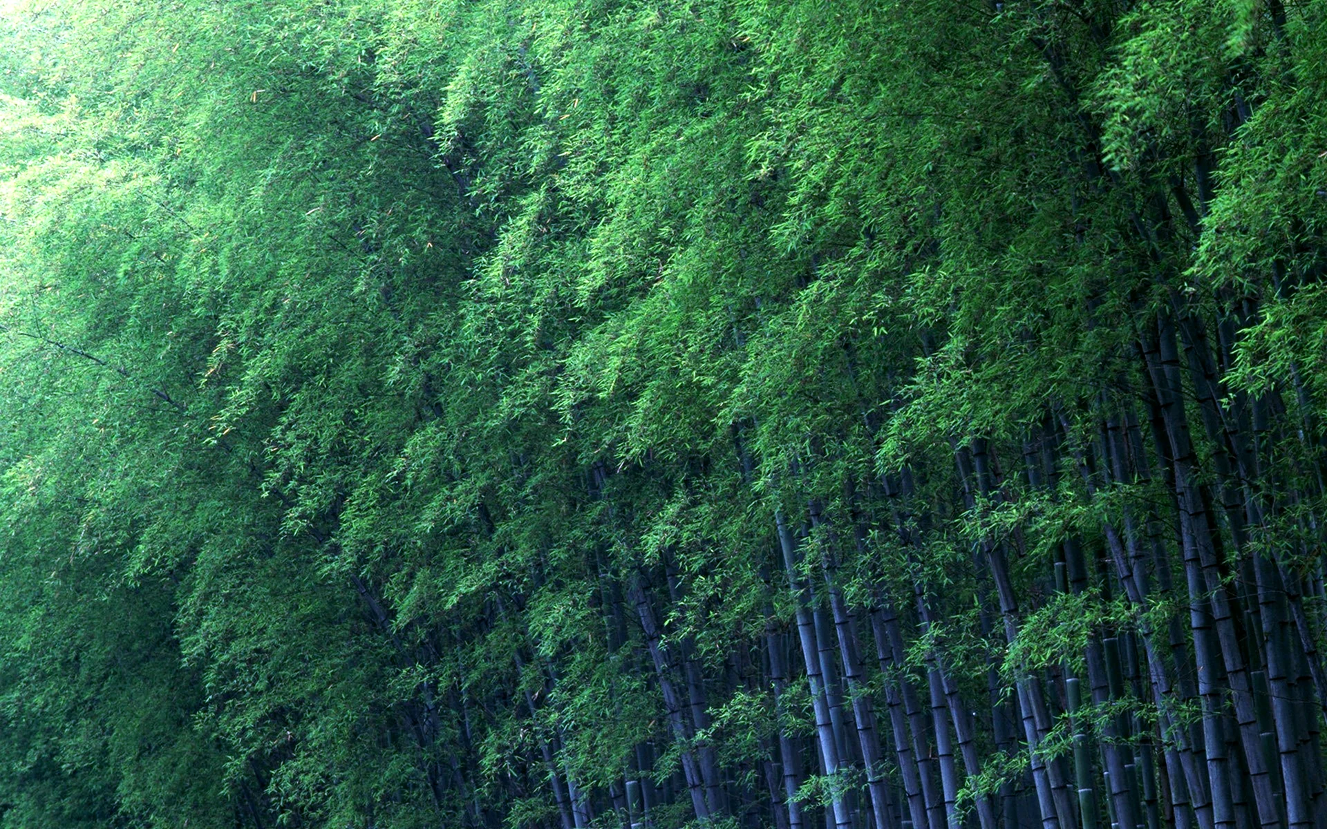 Бамбуковое дерево Green Hell