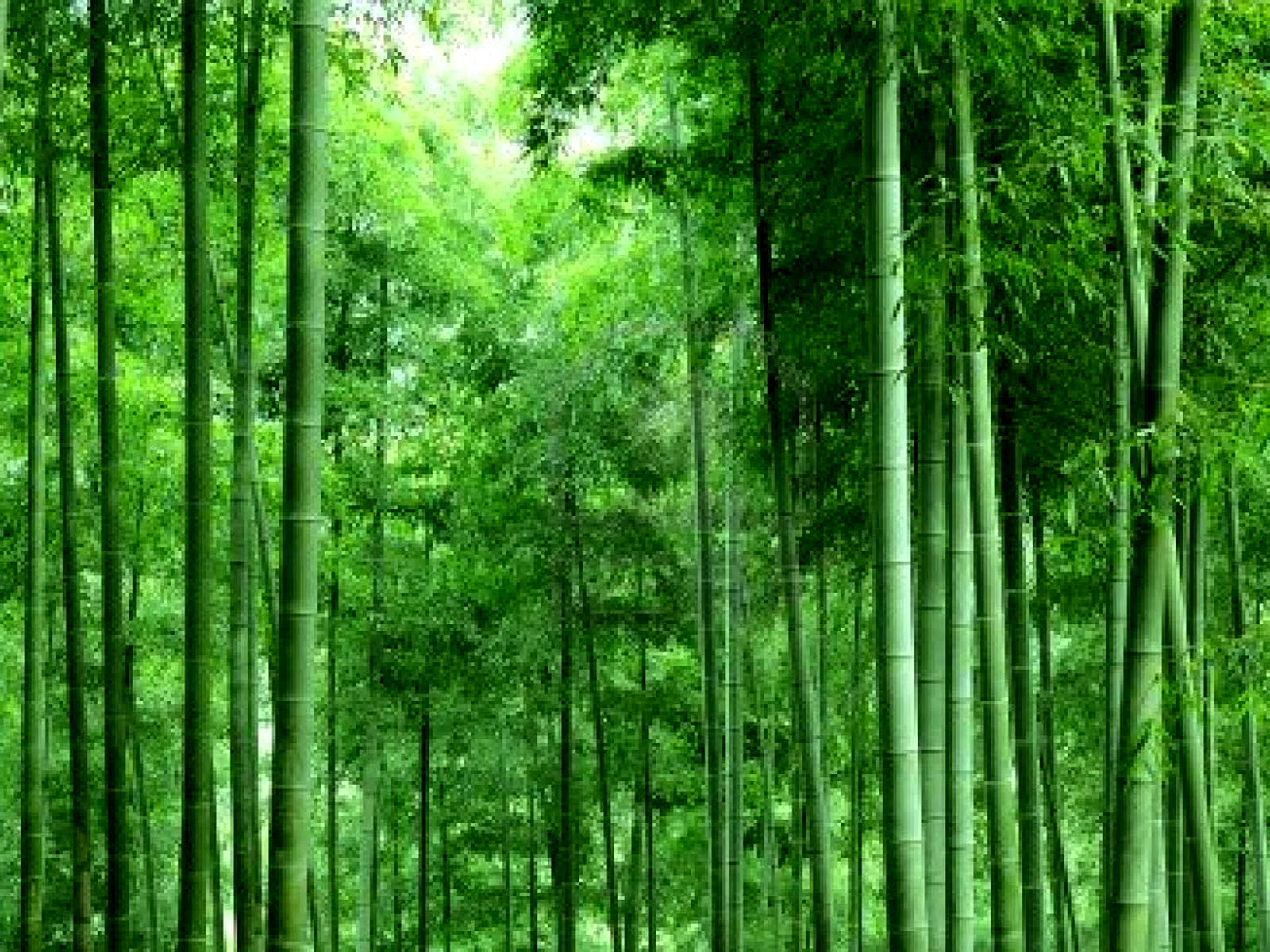 Бамбуковый лес Геншин