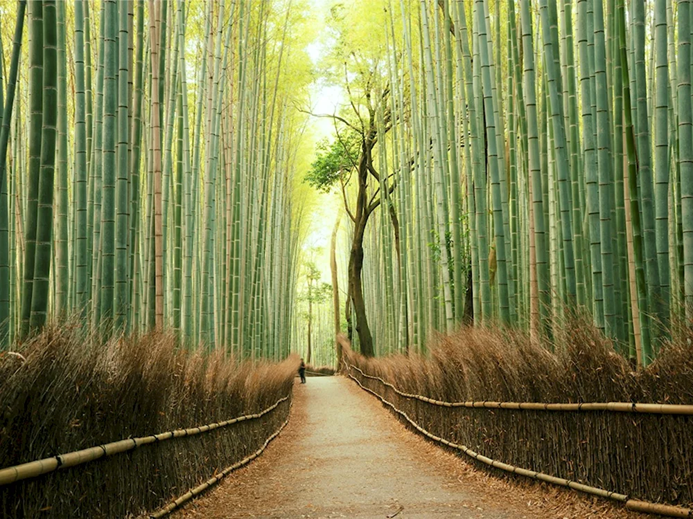 Бамбуковый лес пиксели