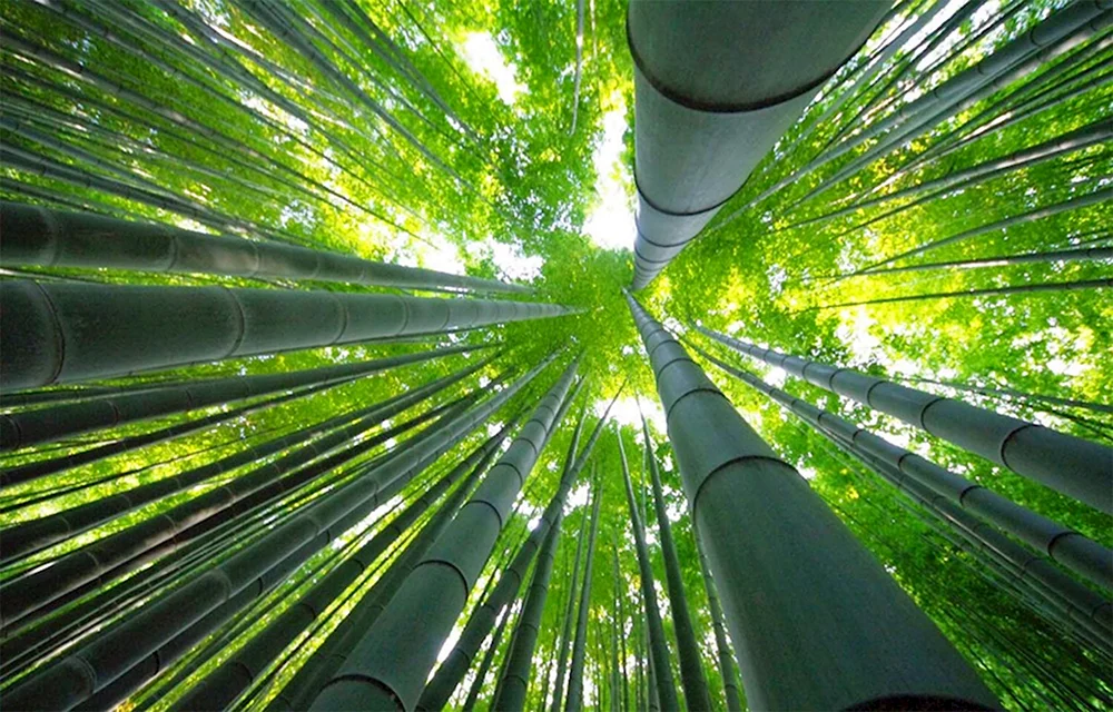 Бамбуковых лес Сагано змиа