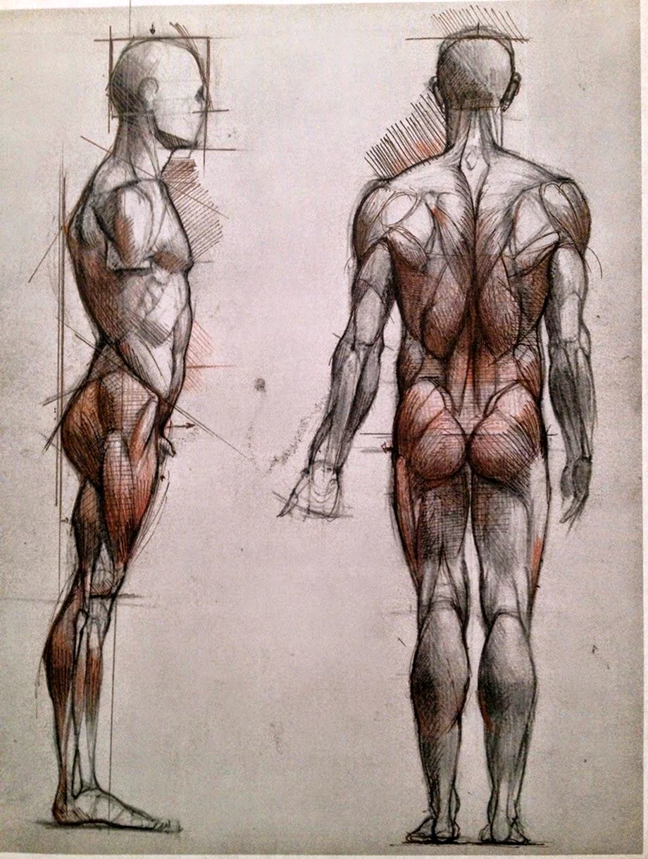Баммес анатомия