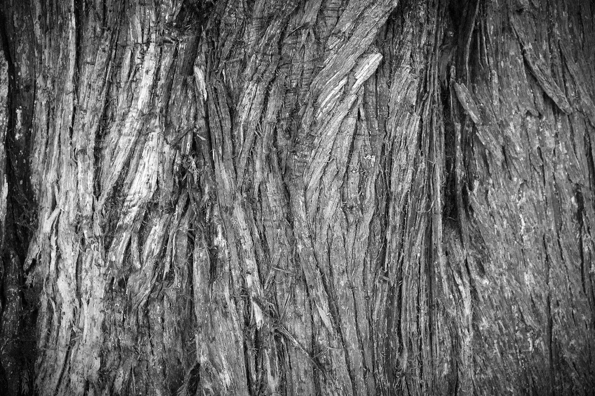 Bark Alpha дерево