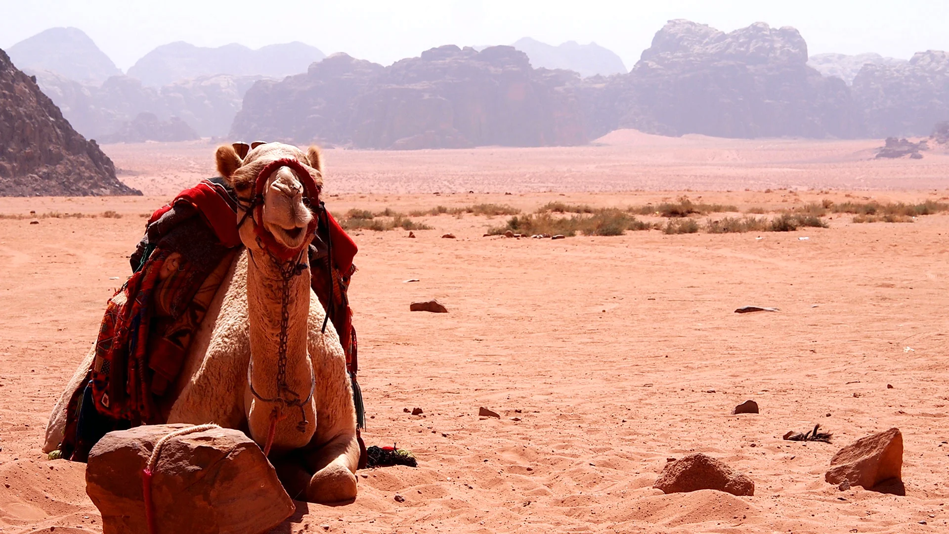 Бедуины в пустыне Египта