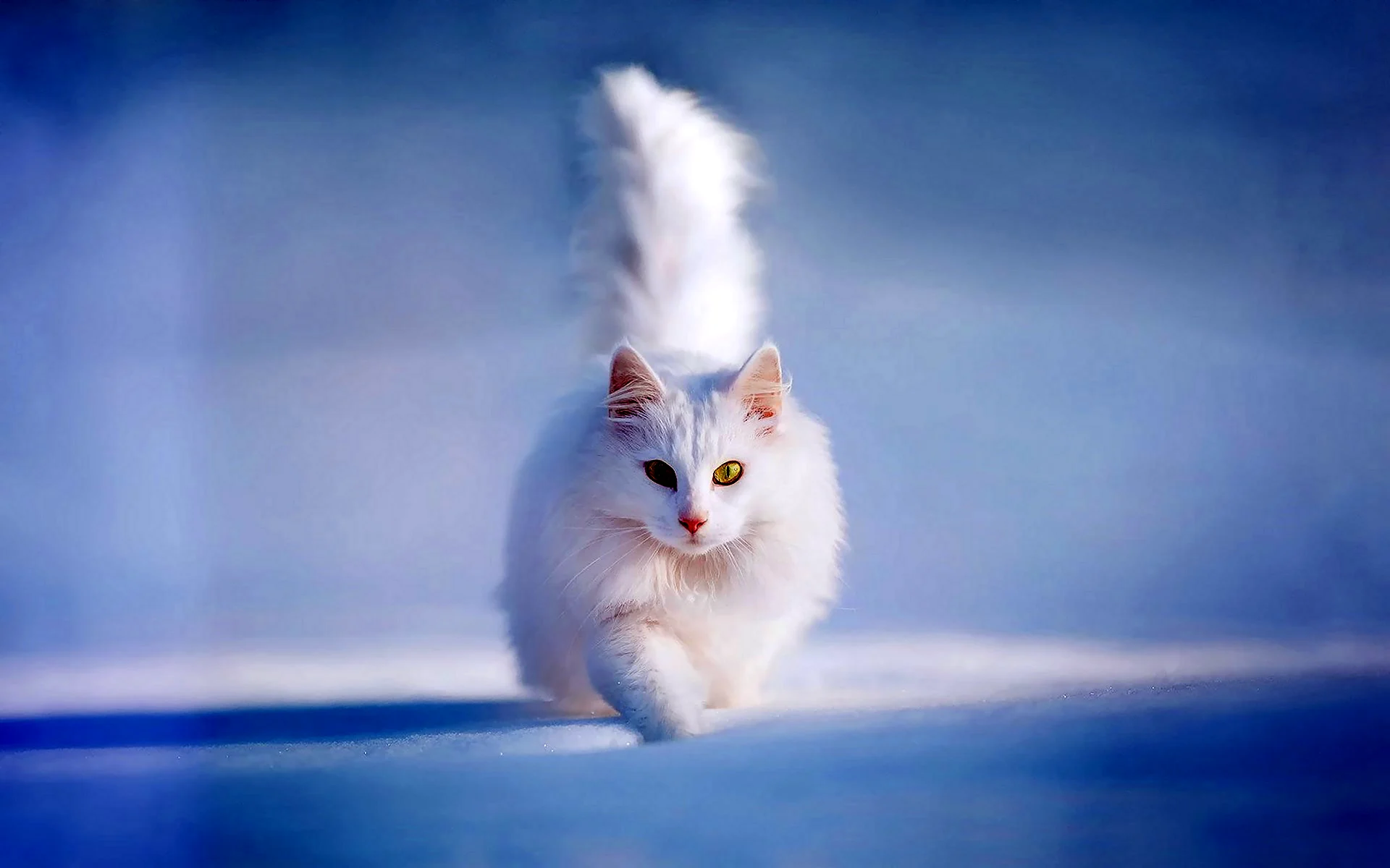 Белая кошка игра