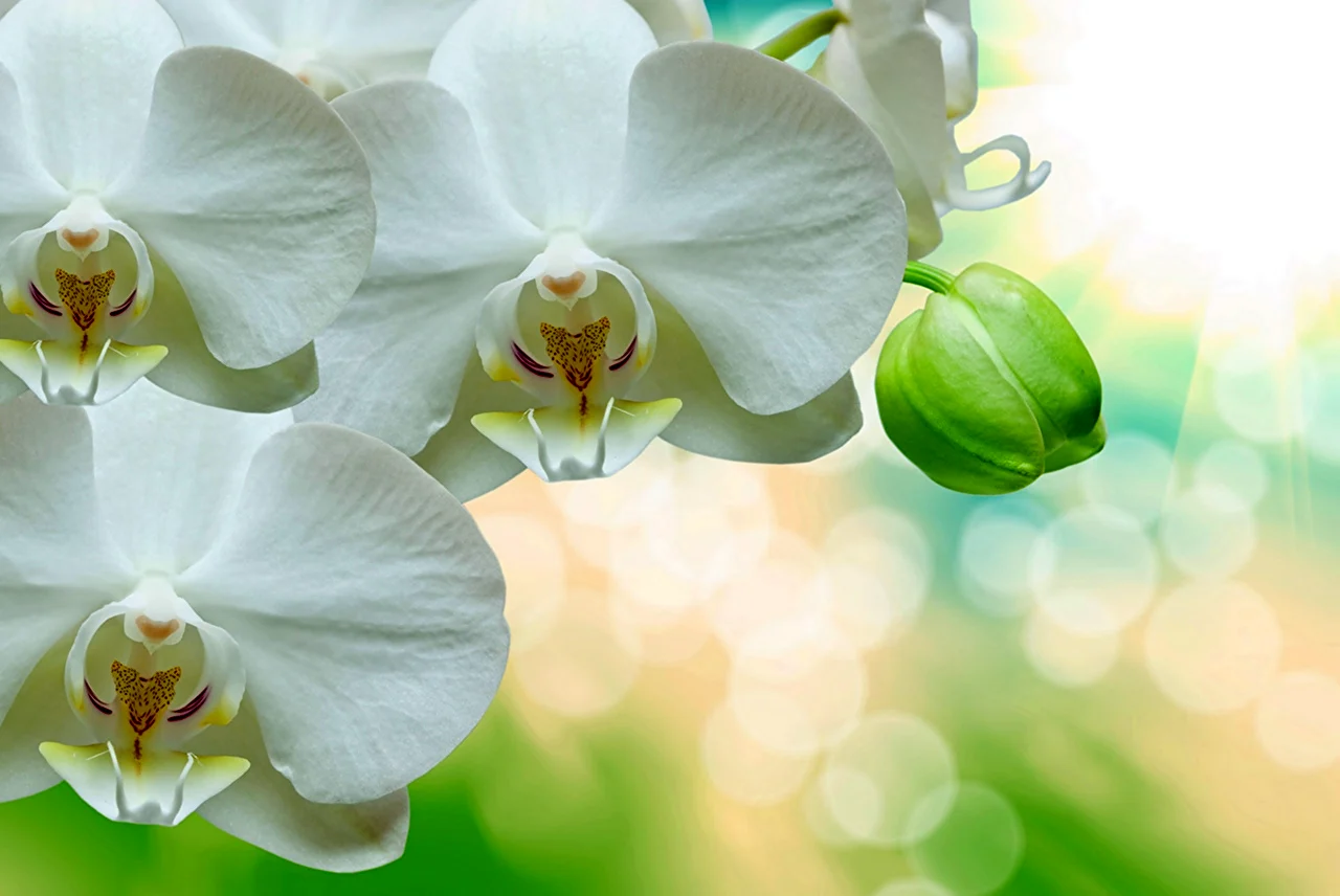 Белая Орхидея цветок