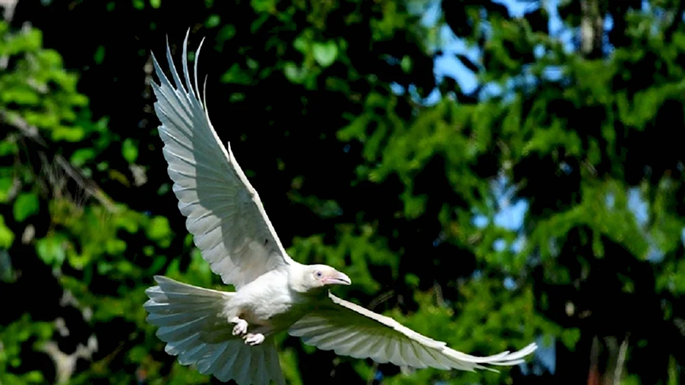 Белая ворона птица
