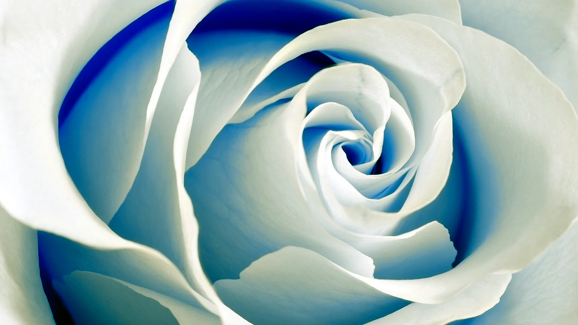 Бело голубые розы