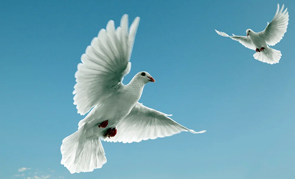 Белые голуби которые при войне