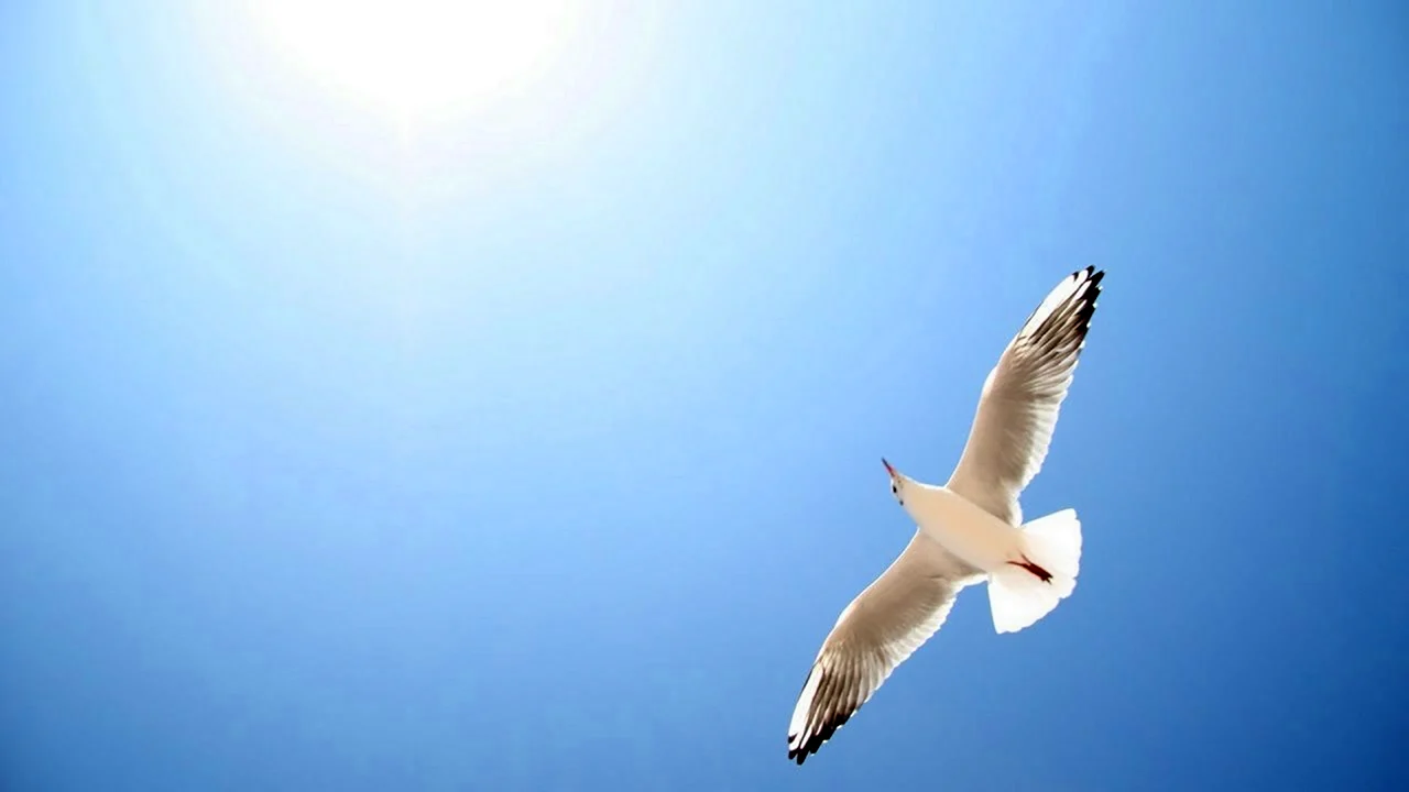 Белые птицы в небе