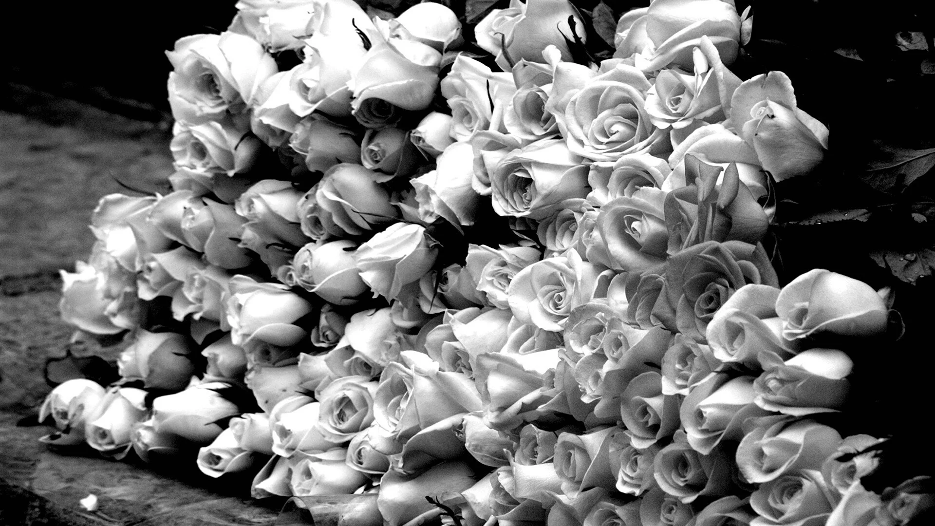 Белые розы много