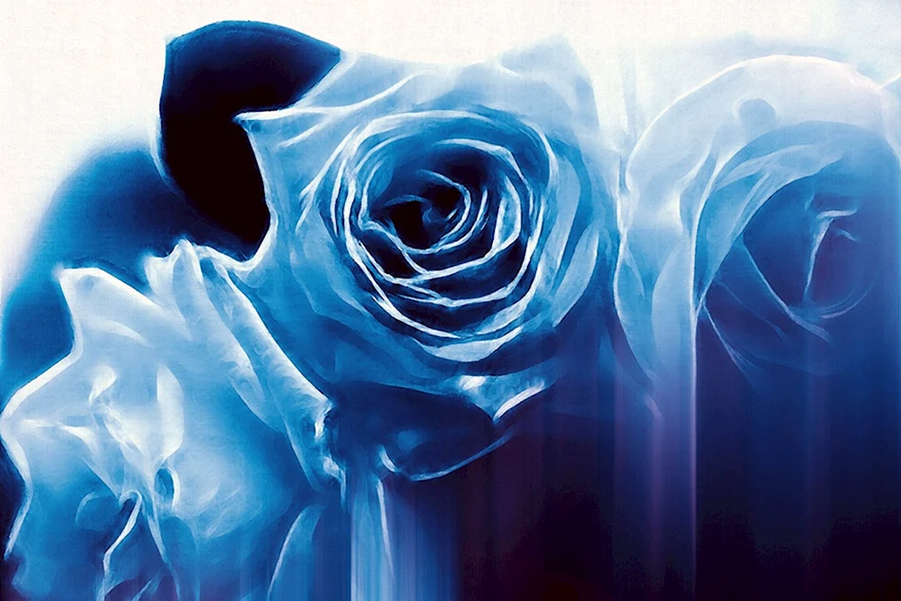 Белые розы на голубом фоне
