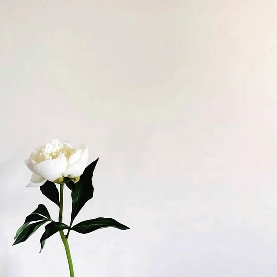 Белые цветы Минимализм
