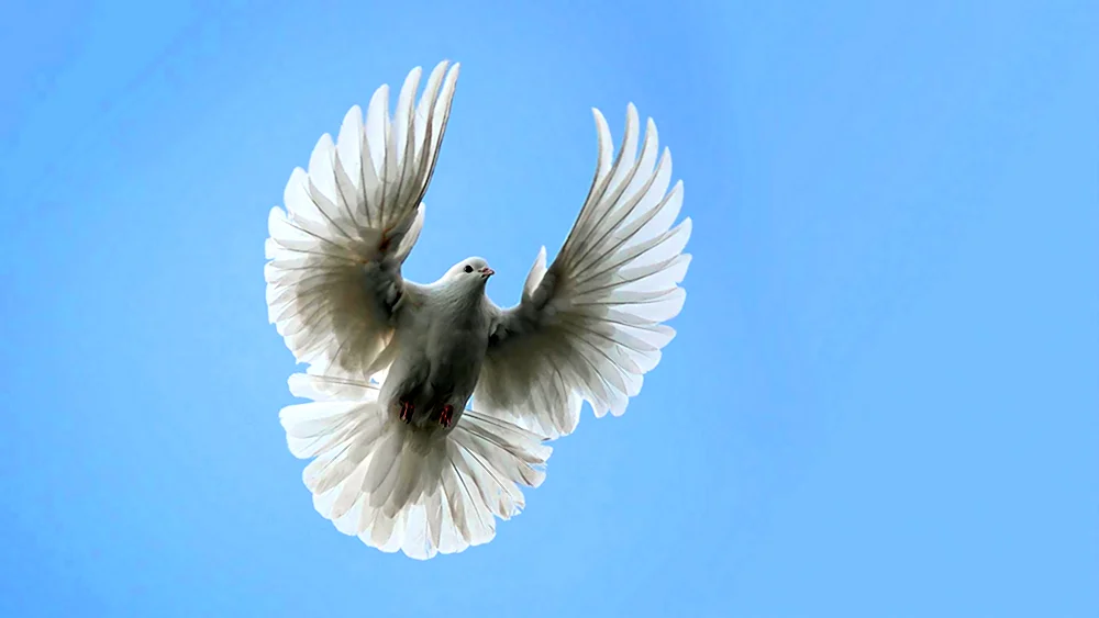 Белый голубь в полёте