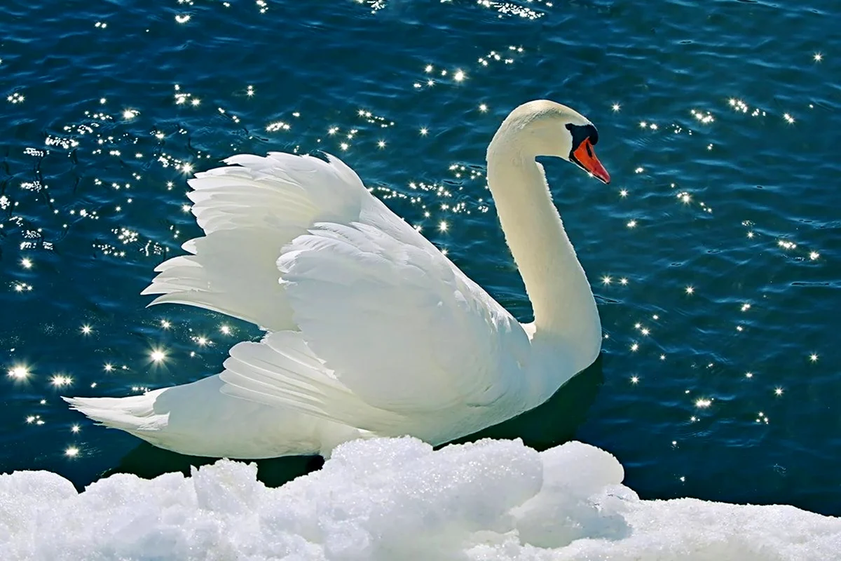 Белый лебедь Сочи