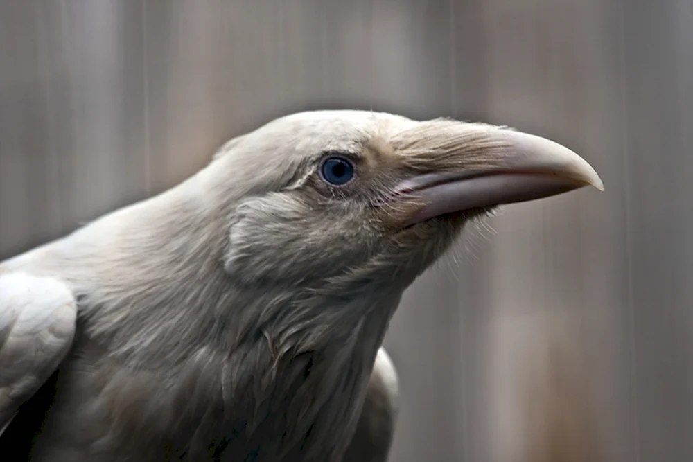 Белый Орел альбинос