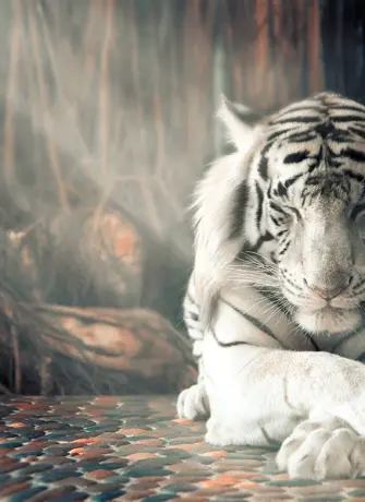 Белый тигр фильм 2021