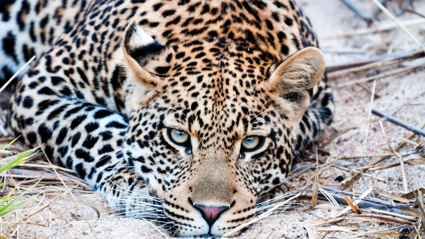 Берберский леопард
