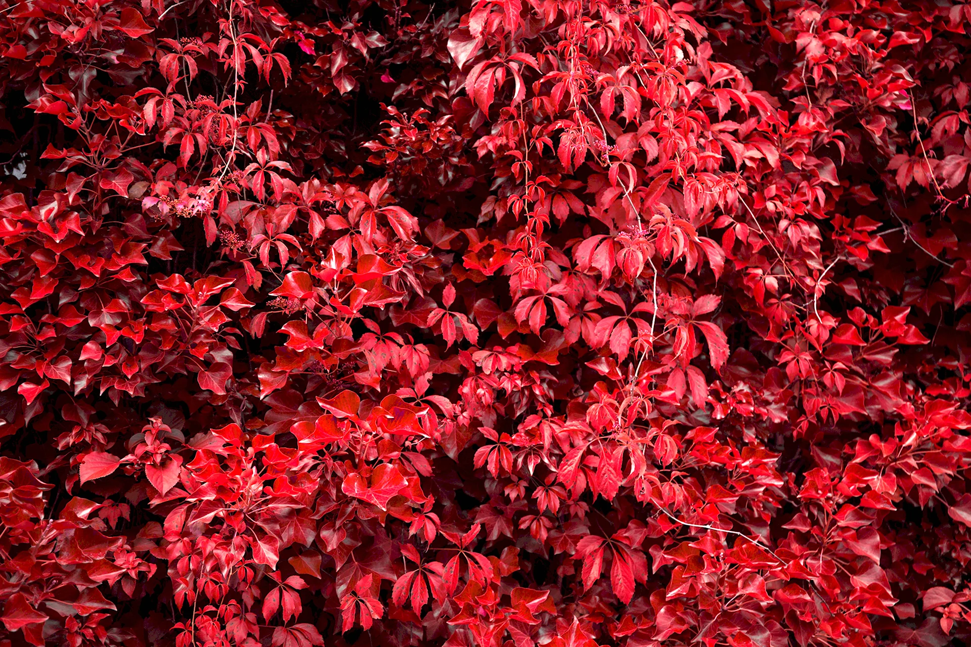 Бересклет с красными листьями