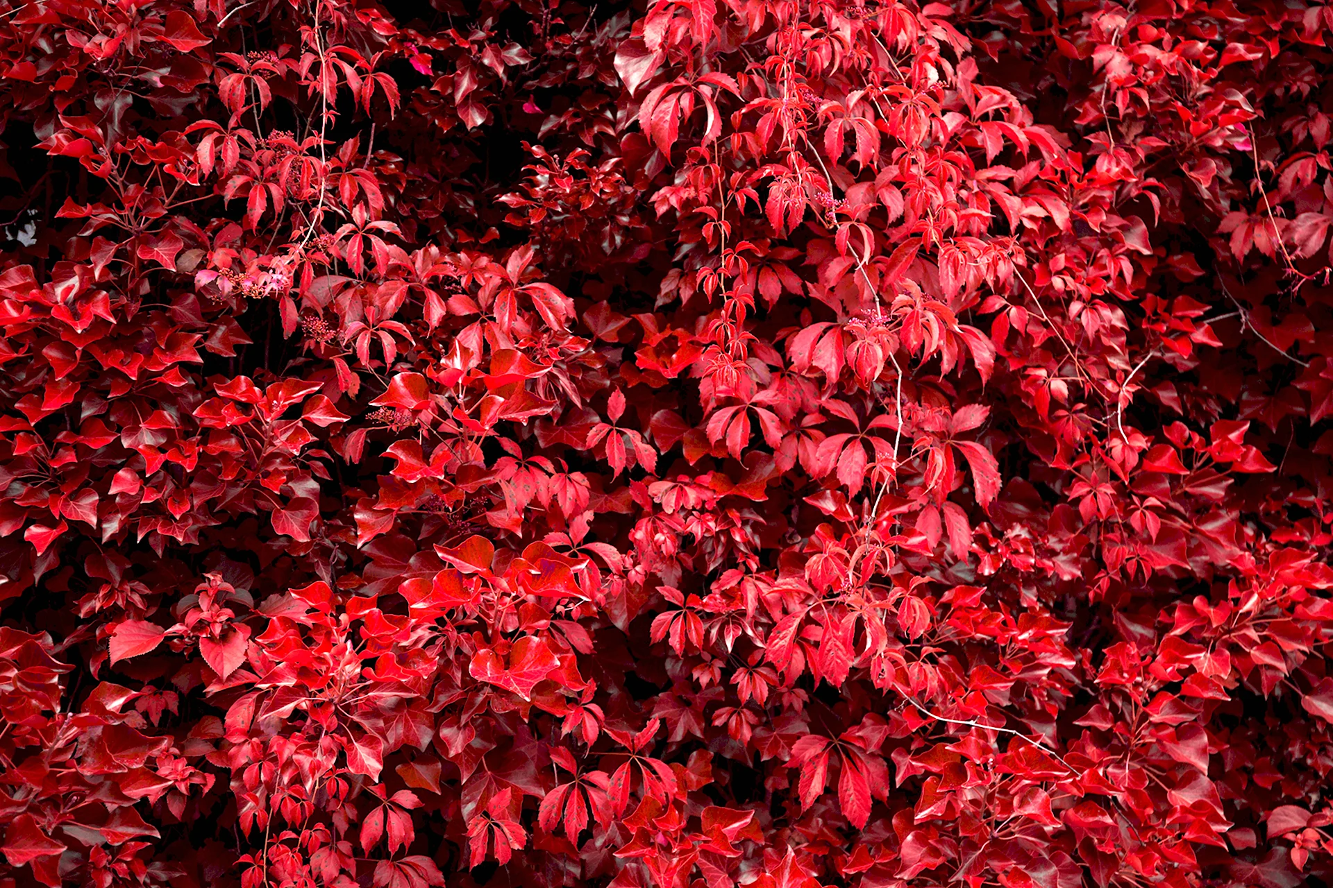Бересклет с красными листьями