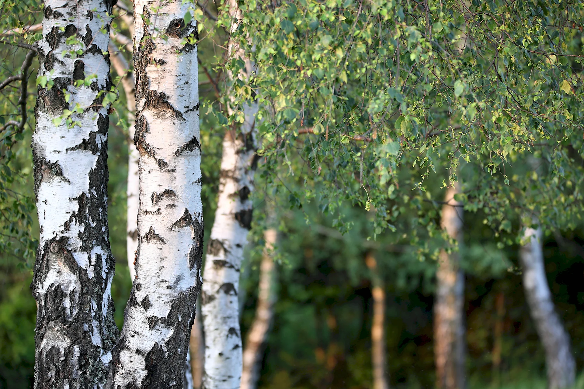 Betula Silver Birch