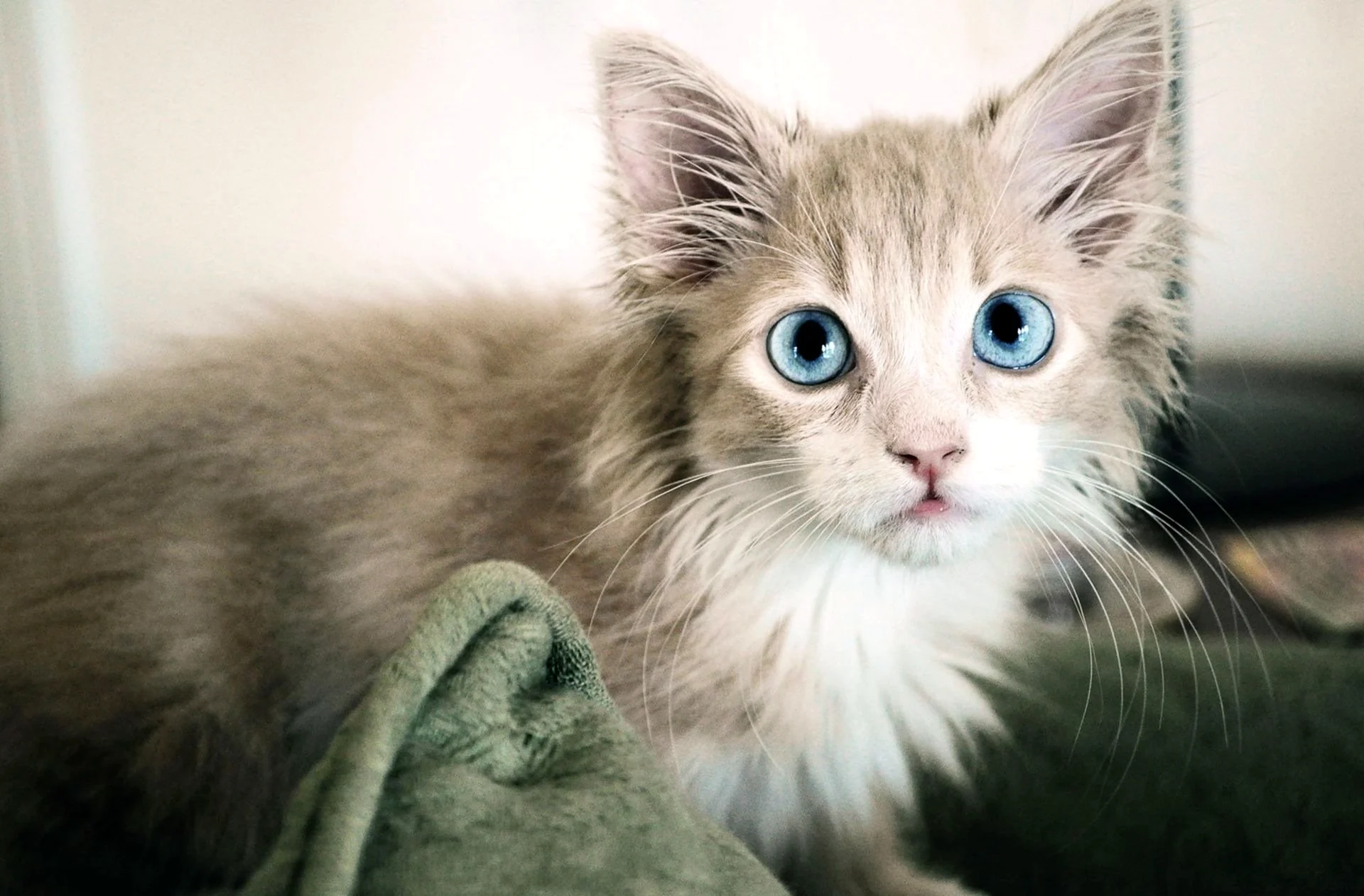 Бежевый котенок с голубыми глазами