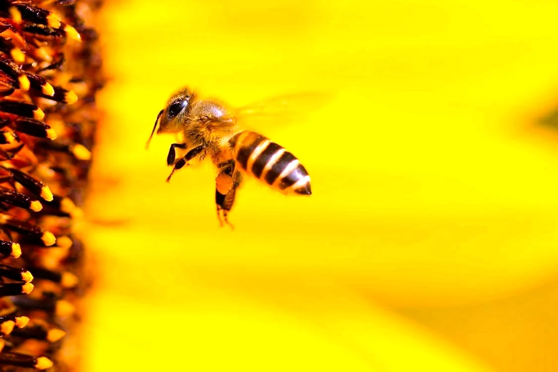 Билайн пчела
