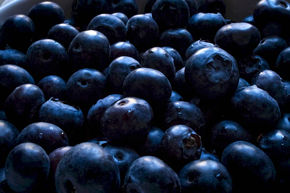 Bilberry Blueberry BLACKBERRY Huckleberry