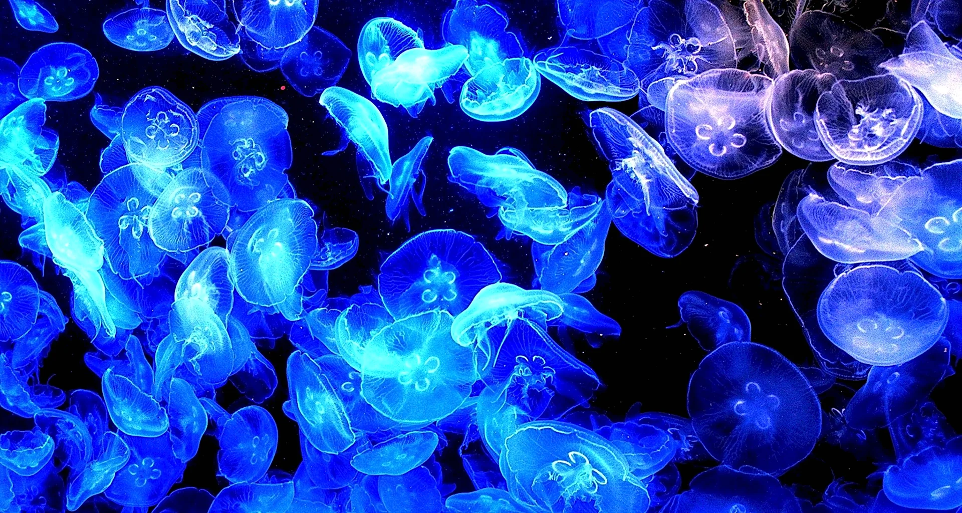 Биолюминесценция медузы
