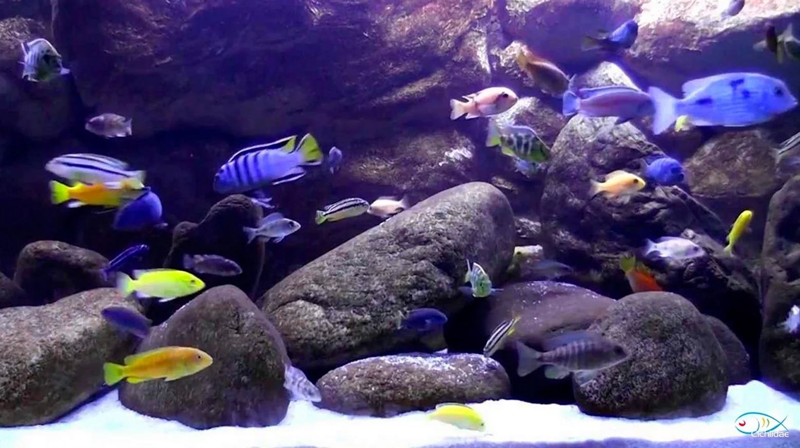 Биотопный аквариум Малави