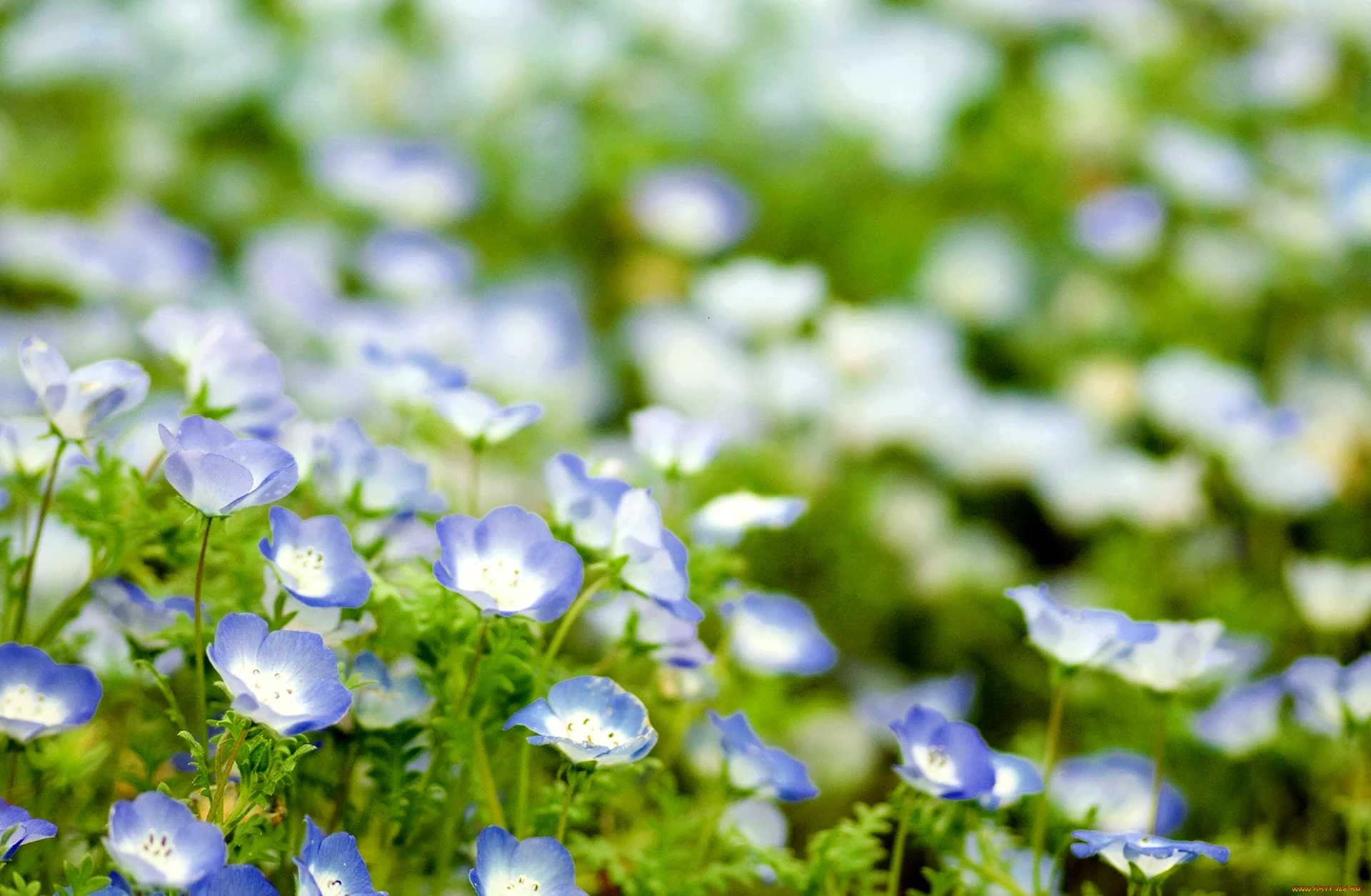 Бледно голубые цветы