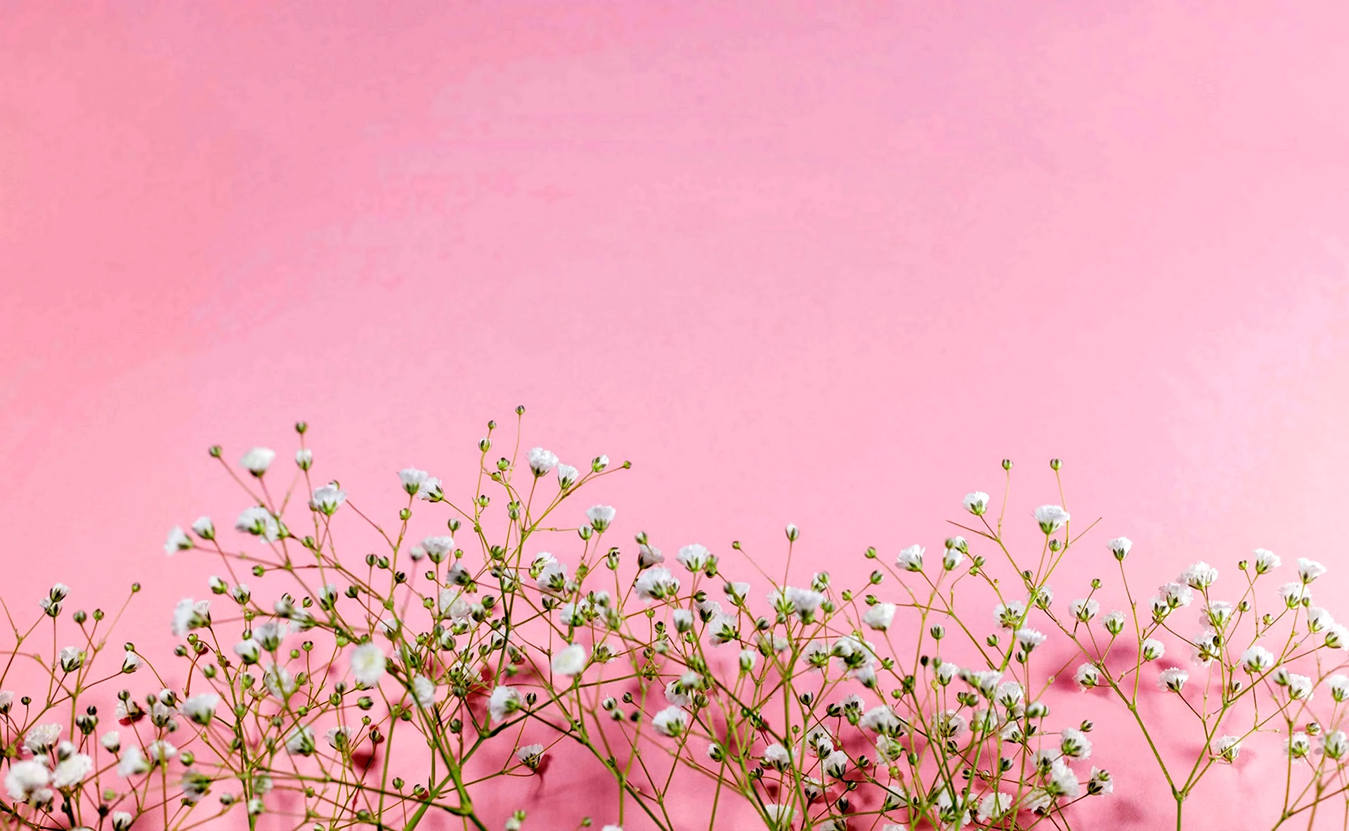 Бледно розовые мелкие цветы