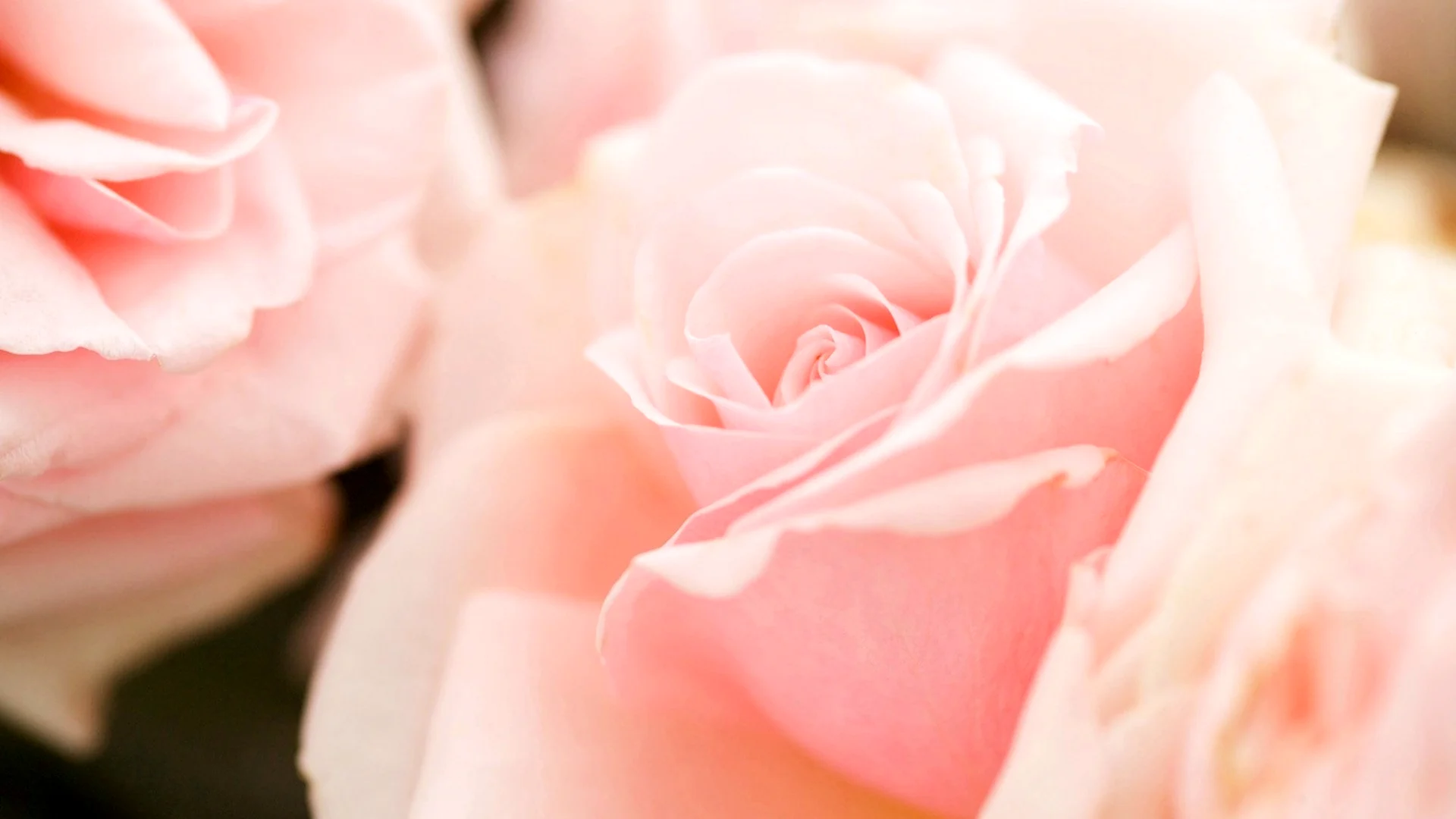 Бледно розовые розы
