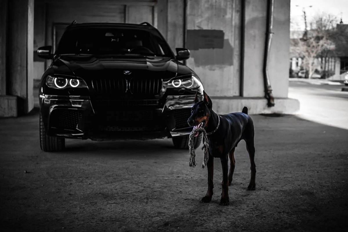 BMW x5 и Доберман