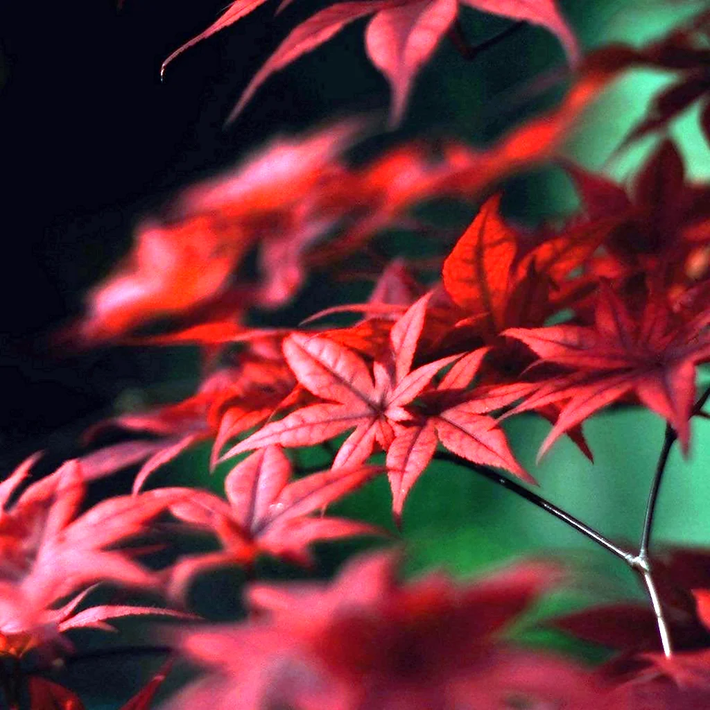 Бордовый цвет в природе