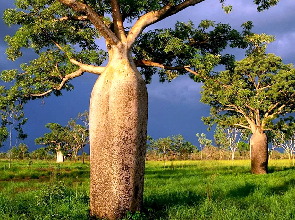 Брахихитон бутылочное дерево