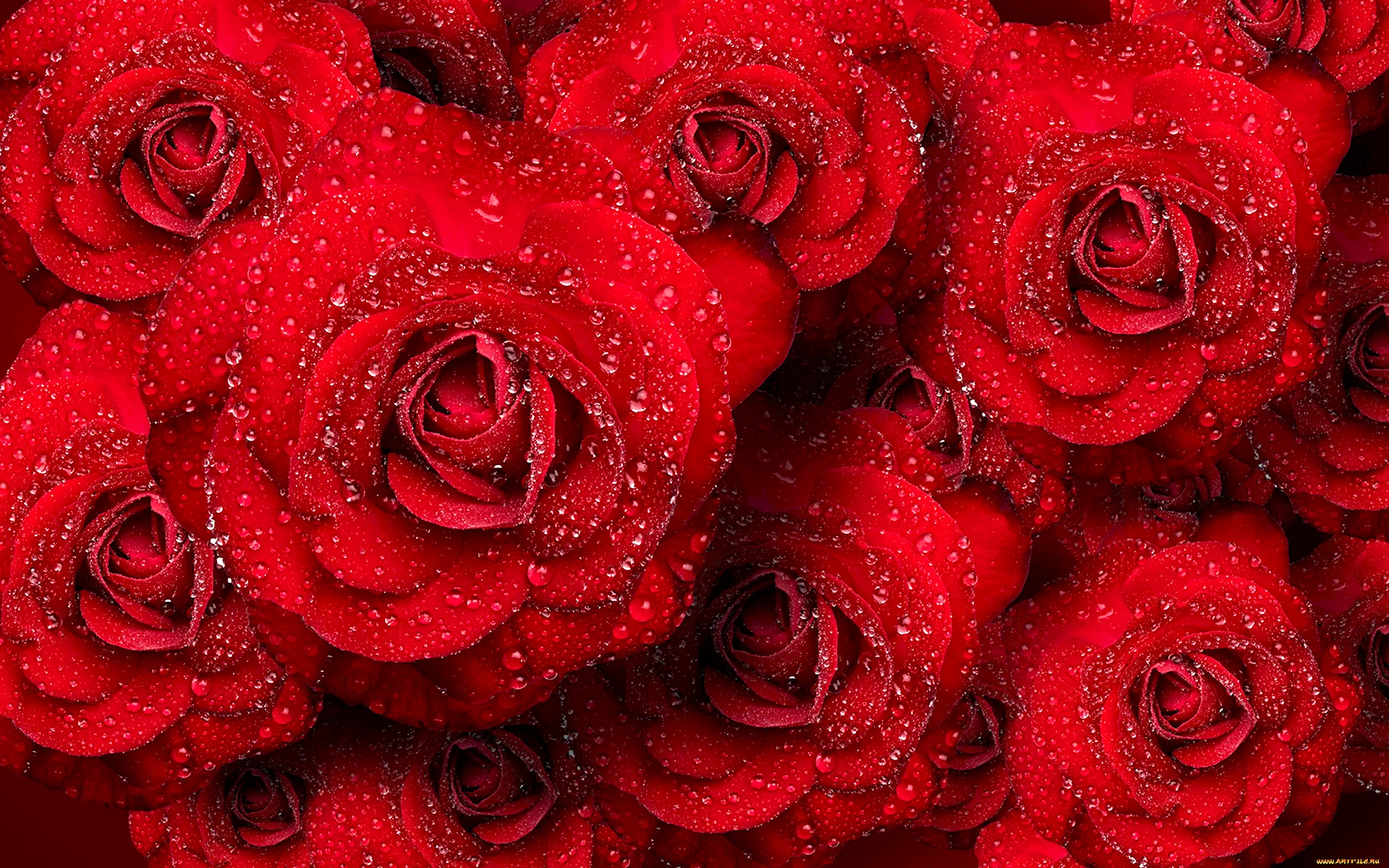 Букет роз с капельками росы