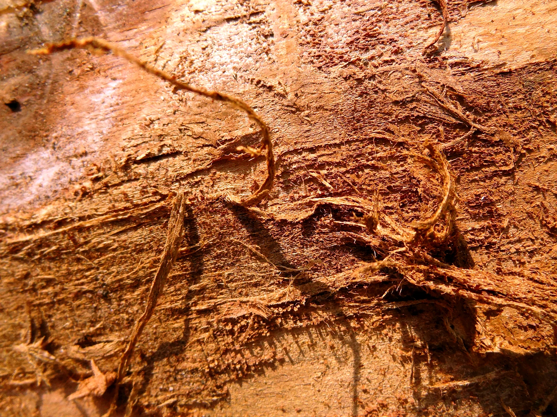 Бумага кожа дерево почва