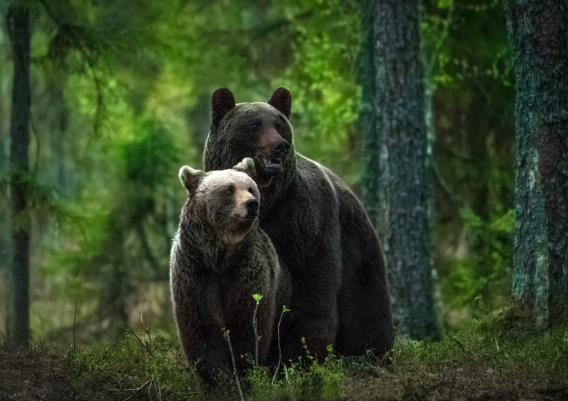 Бурые медведи в лесу с медвежатами