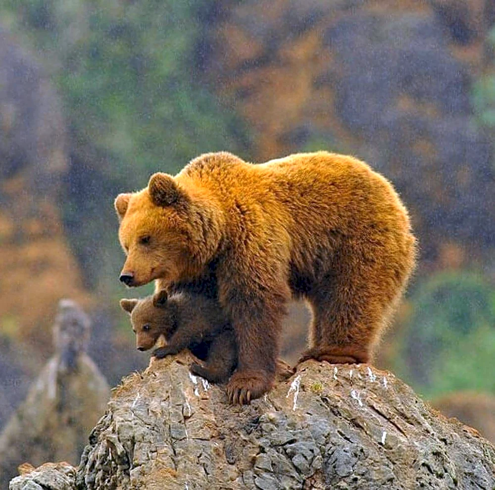 Бурый медведь самец и самка