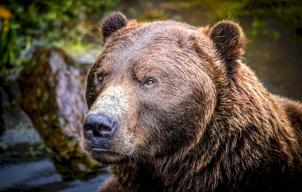 Бурый медведь Ursus arctos