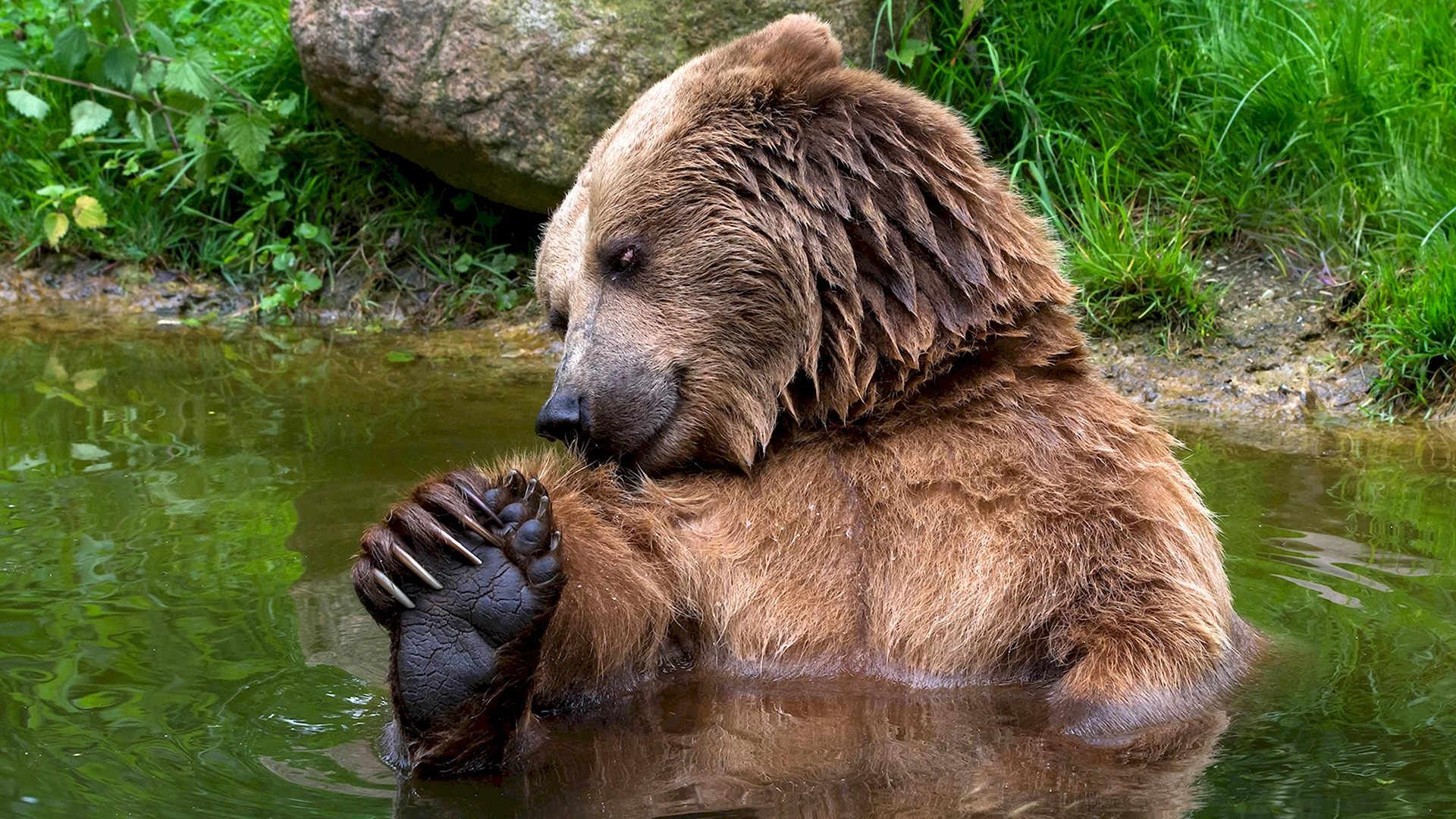 Бурый медведь в Абхазии