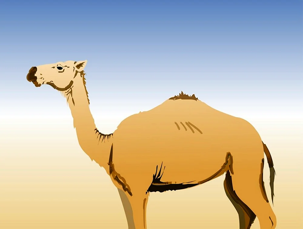 Camel верблюд арт