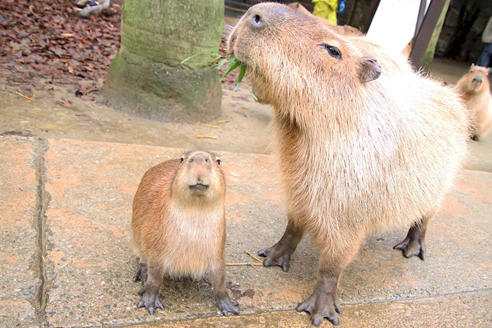 Capybara Jennie