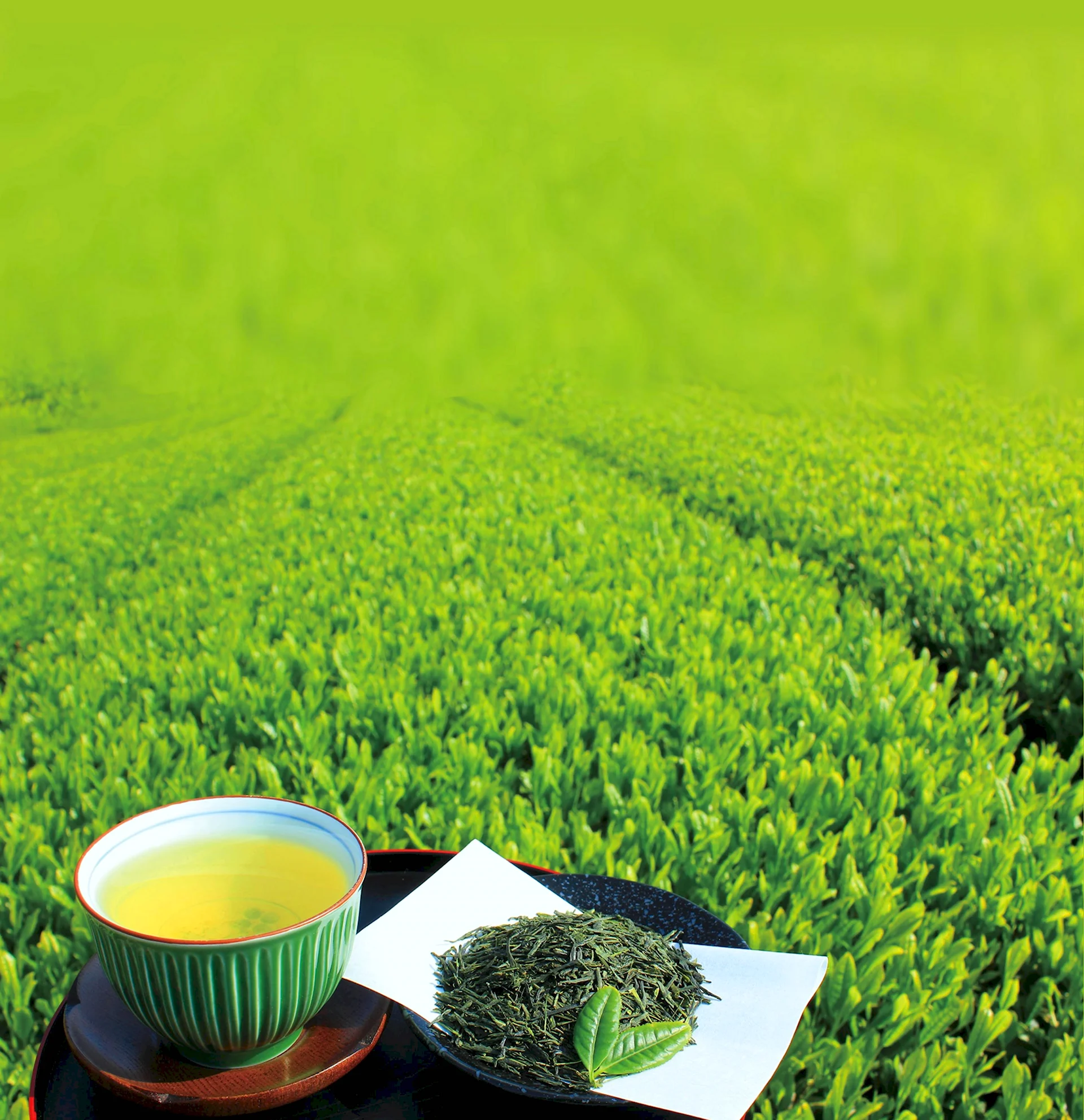 Чай Тюдор зеленый