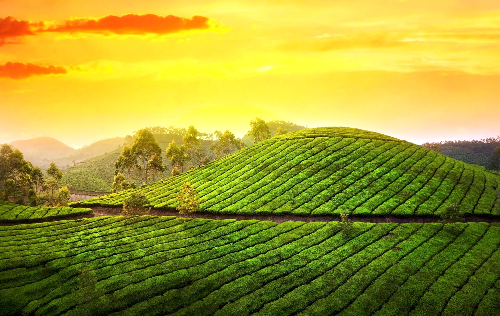 Чайные плантации Бали