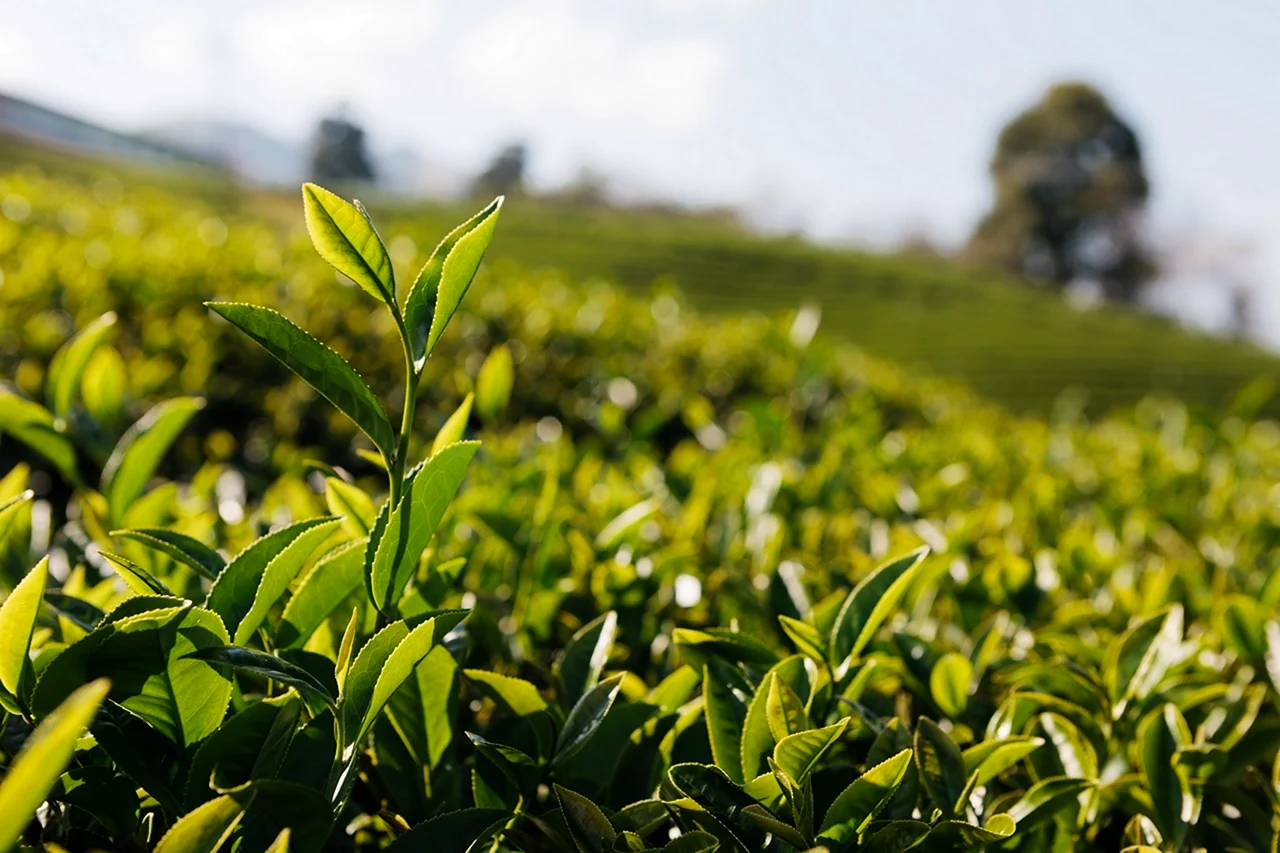 Чайные плантации Камелия Синенсис