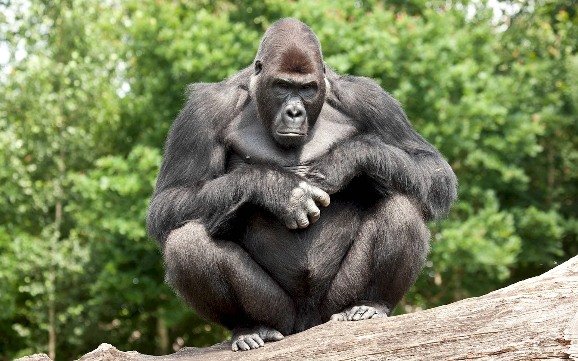 Человекообразные обезьяны гориллы