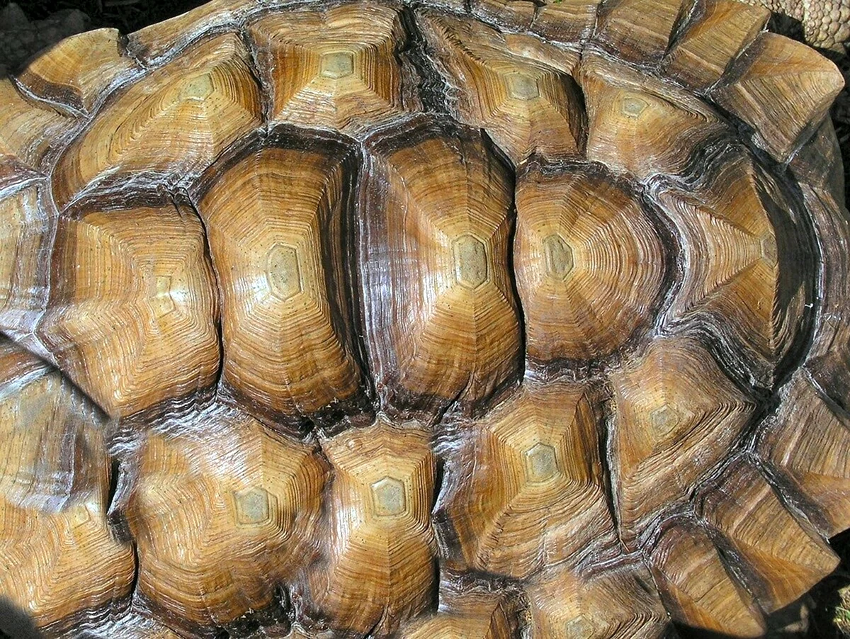 Черепаховый панцирь