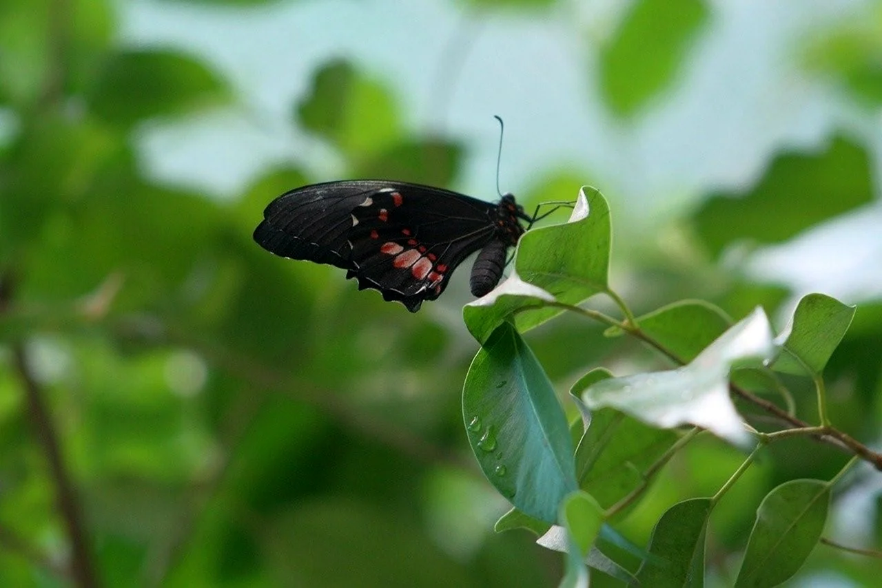 Чёрная бабочка насекомое